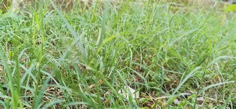 13 Amazing Health Benefits of Paragis Grass – Pixelated Planet.